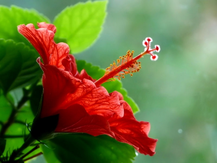 Hibiskus