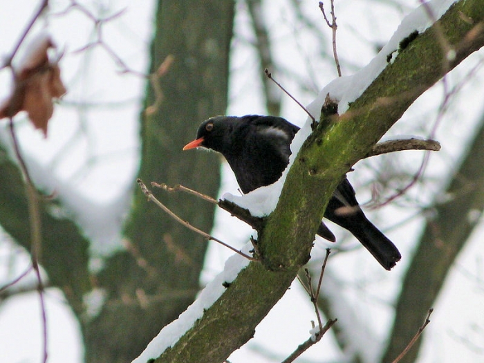 Amsel