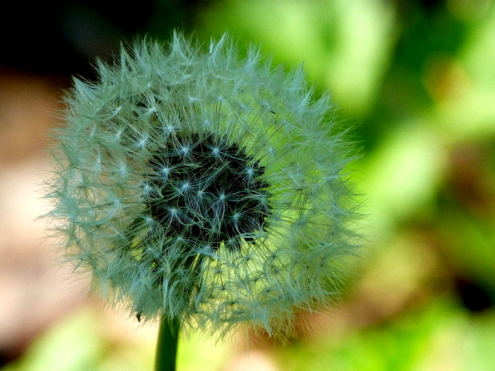 Pusteblume
