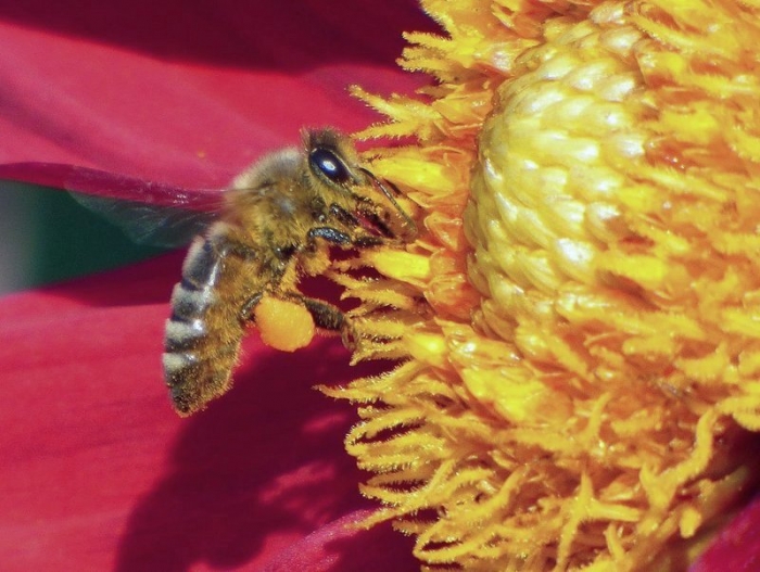 Auf einem Weihnachtsmarkt