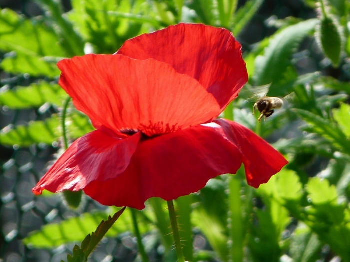 Mohn
