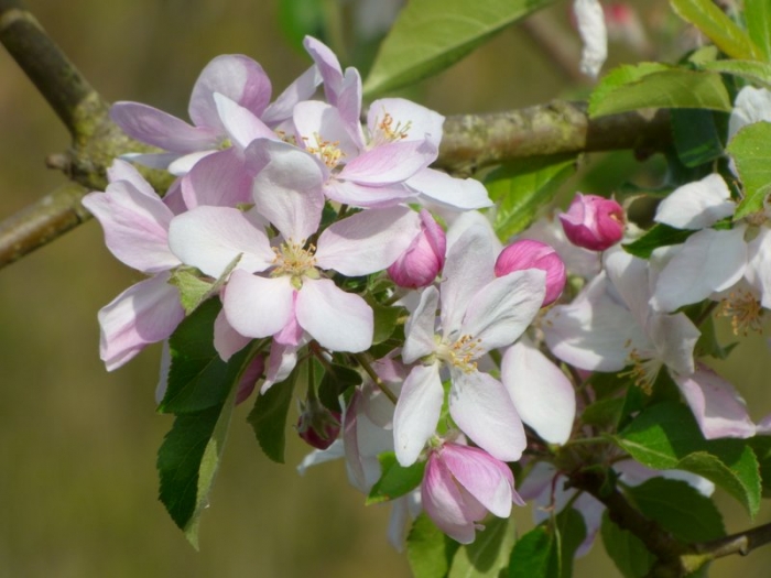 Apfelblüten
