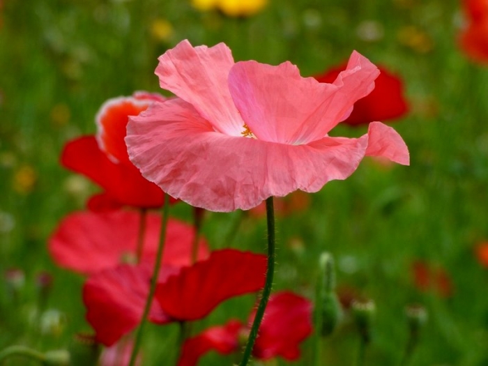 Mohn