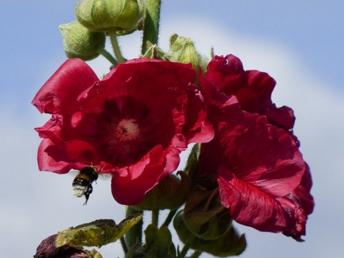 Stockrose mit Hummel