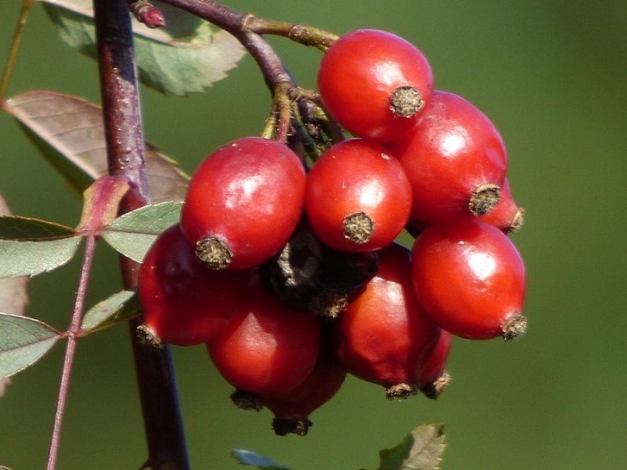 Beeren