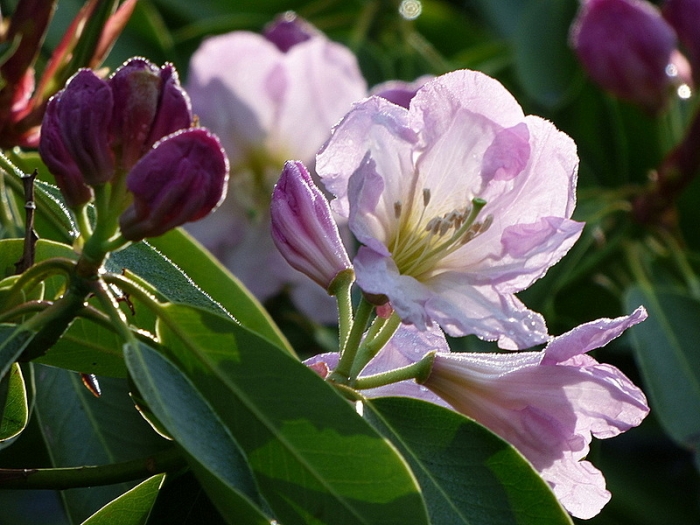 Rhododendron