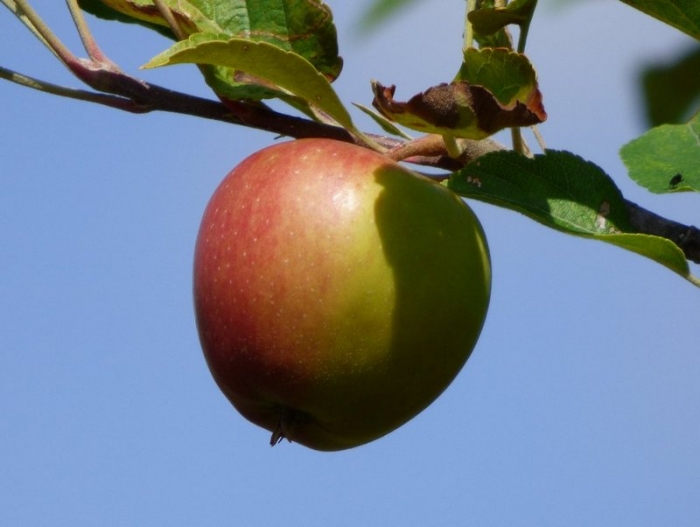 Apfel