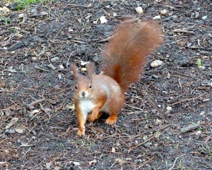 Eichhörnchen