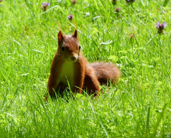 Eichhörnchen