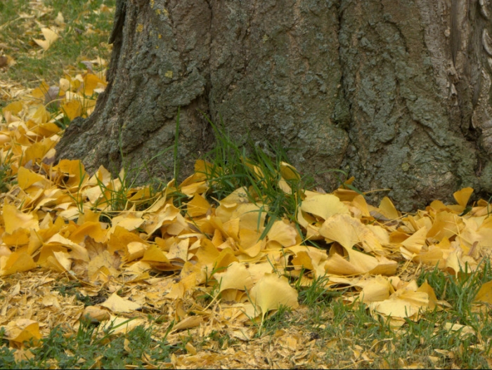Ginkgoblätter