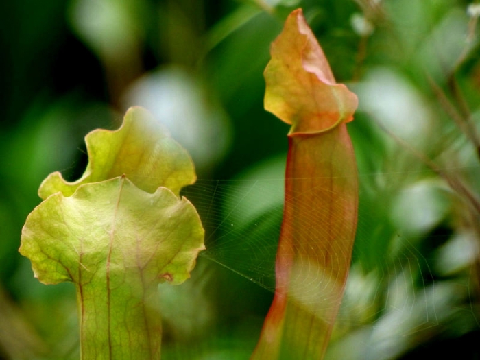 Sarracenia
