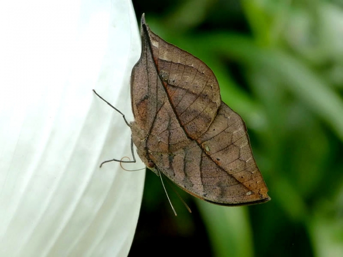 Blatt Schmetterling