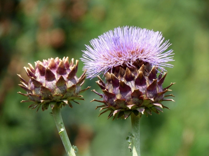 Riesen-Disteln