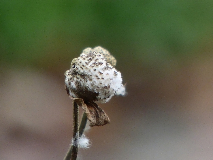 Samen der Herbstanemonen