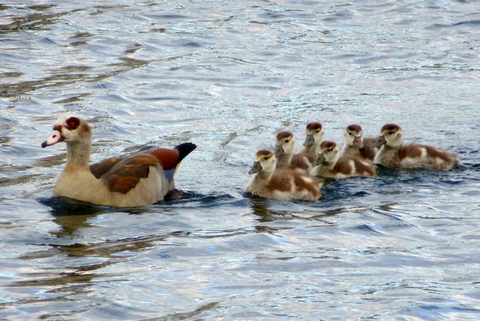 Nilgänse