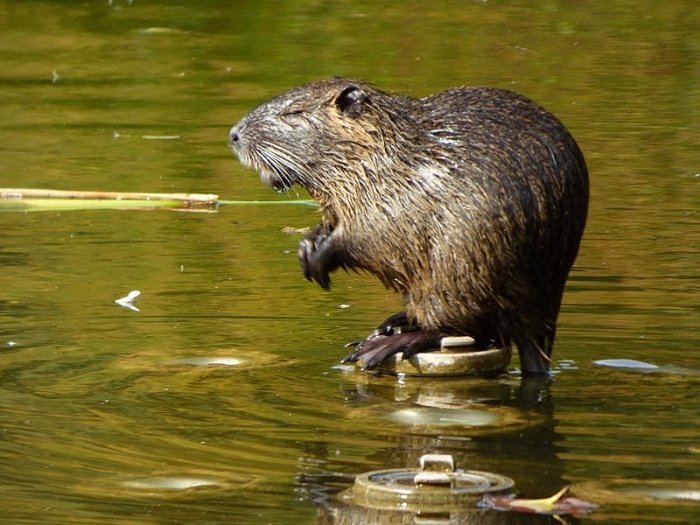 Nutria