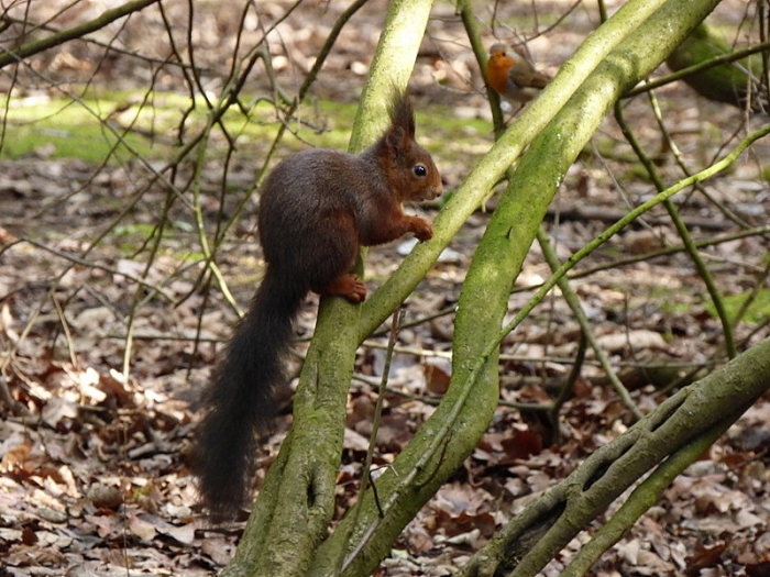 Eichhörnchen und Rotkehlchen