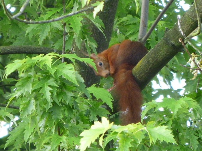 Eichhörnchen