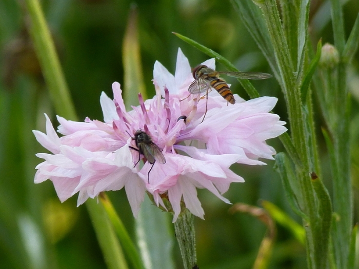 Schwebfliege und Fliege