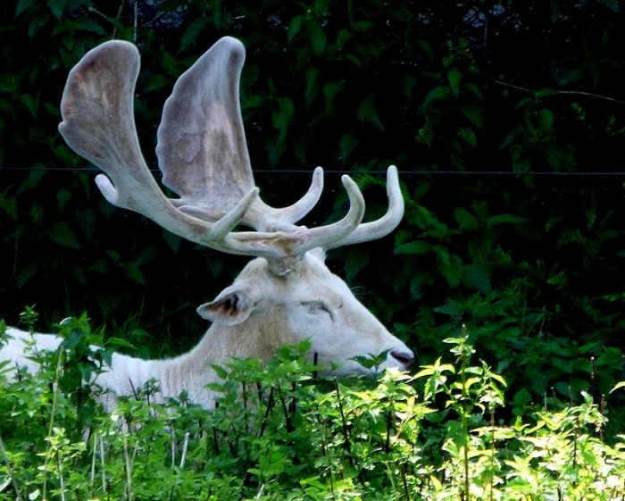 Weißer Damhirsch