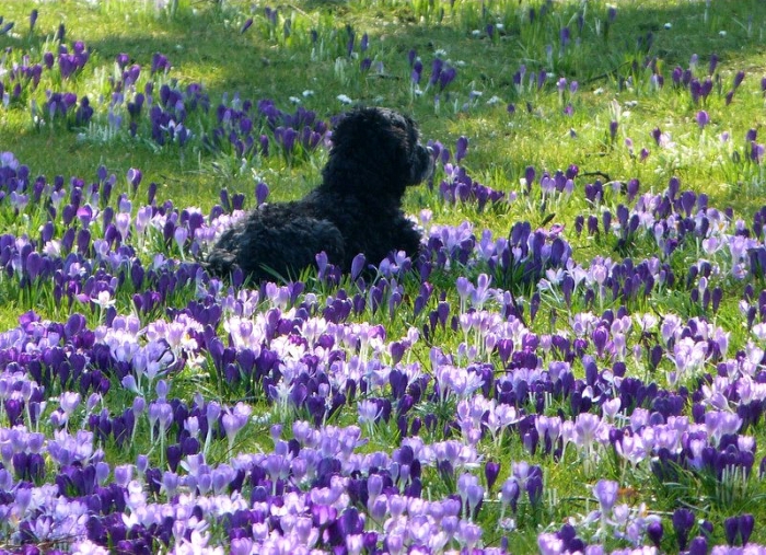 Pudel in Krokusse