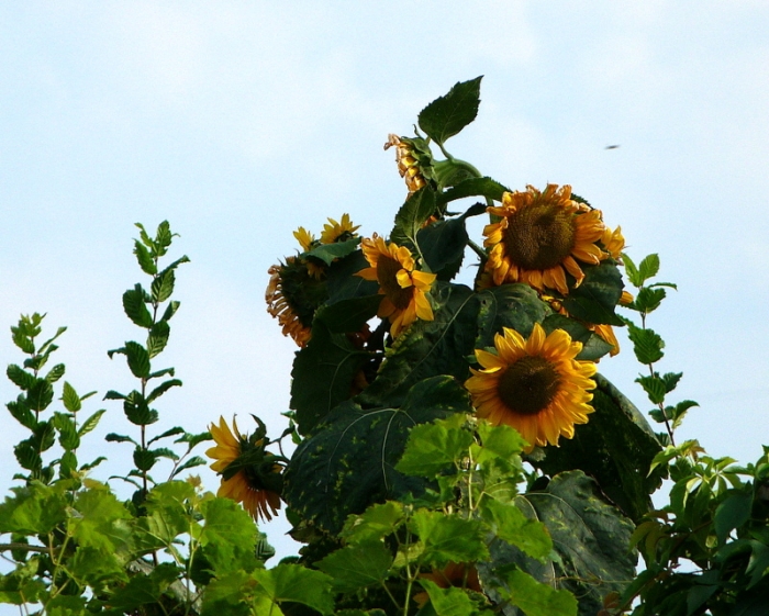 Sonnenblumen