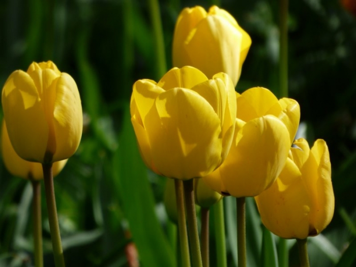 Tulpen