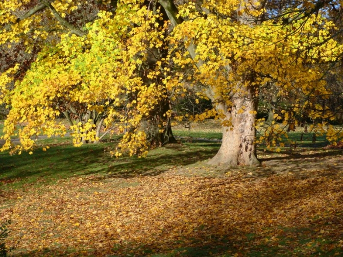 Herbstbaum und Laub