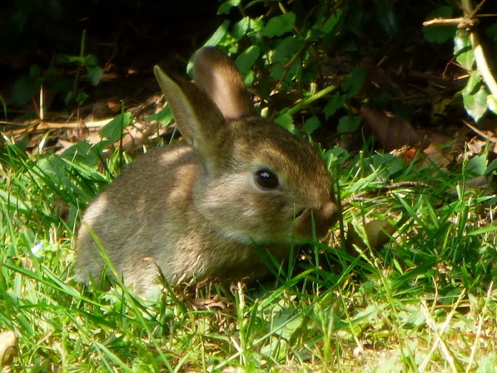 Kleines Wildkaninchen