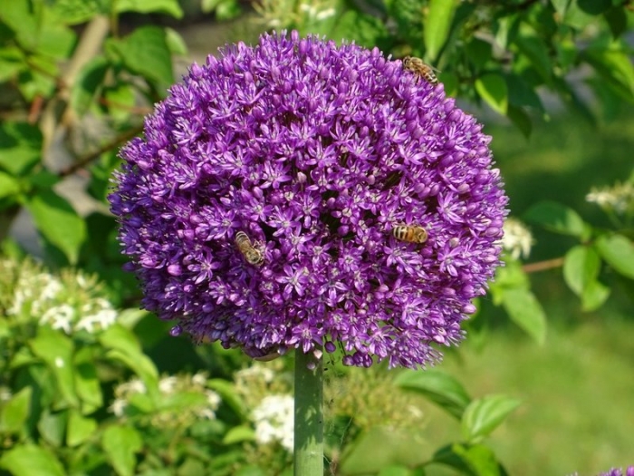 Allium und Bienen