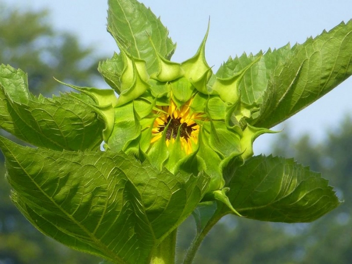 Geburt einer Sonnenblume
