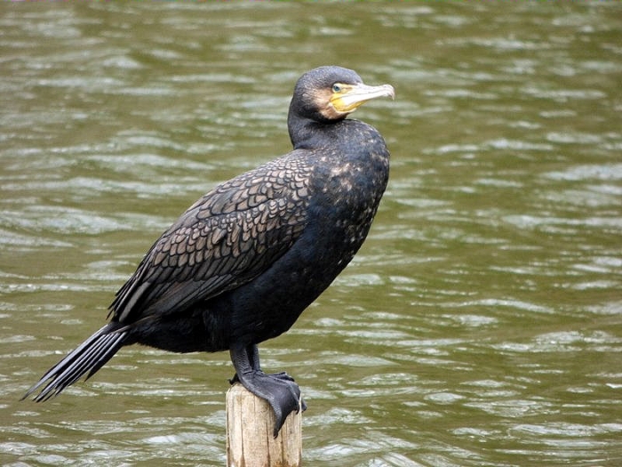 Kormoran