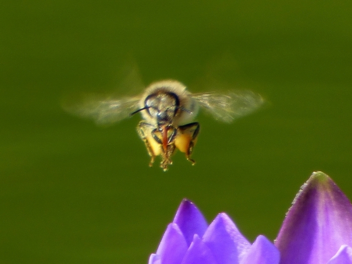 Biene im Anflug