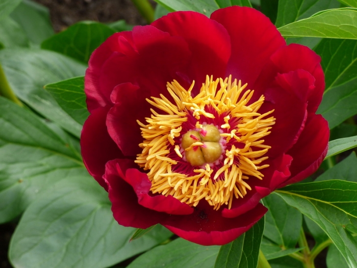 Frohe Pfingstfeiertage