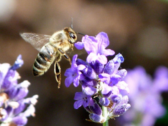 Biene auf Lavendel