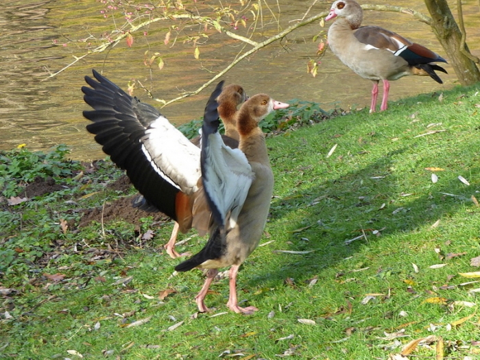 Nilgänse