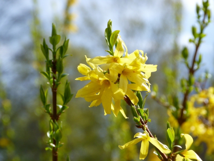 Forsythien