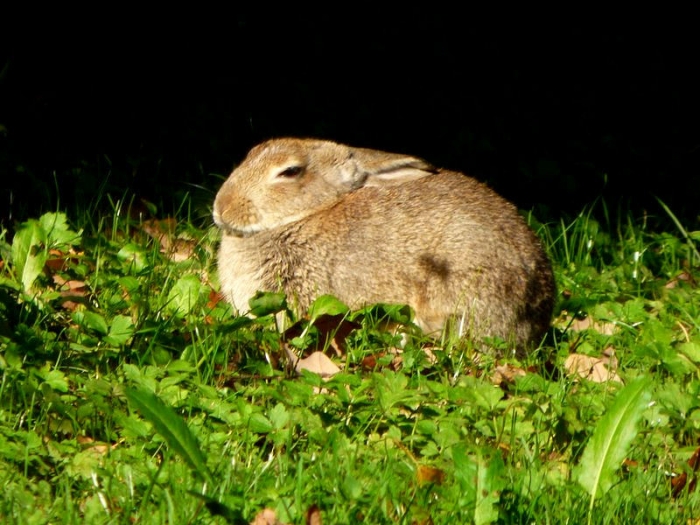 Wildkaninchen