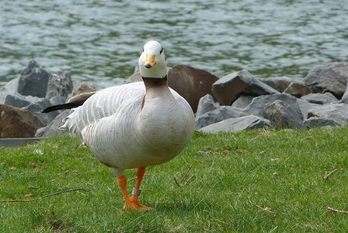 Indische Streifengans