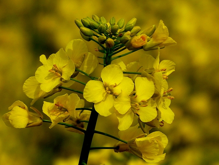 Rapsblüten