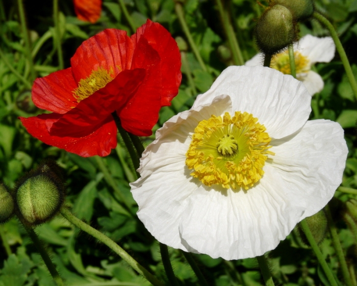 Islandmohn