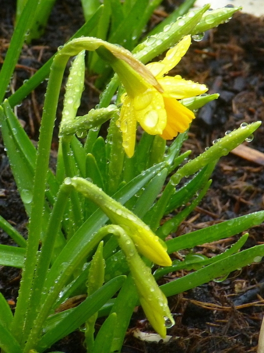 Narzisse im Regen