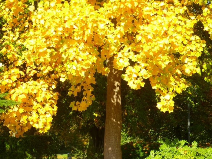 Herbstbaum