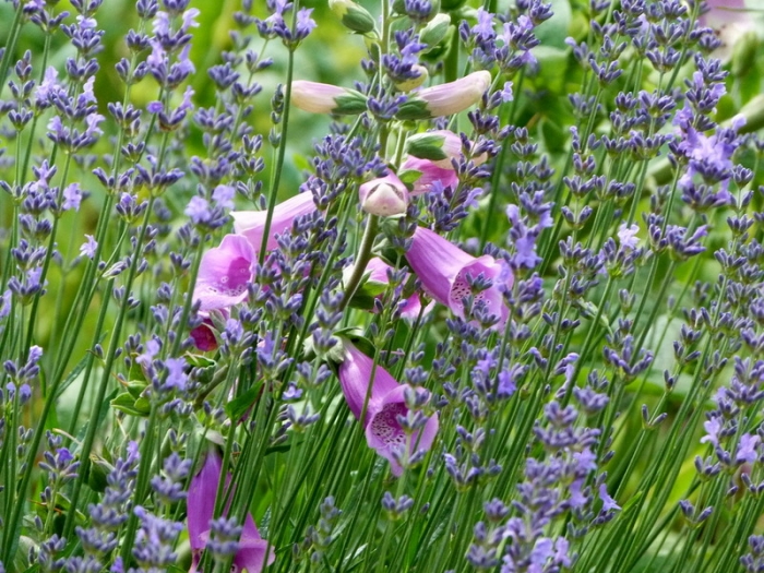 Fingerhut und Lavendel