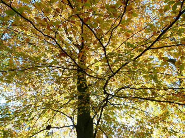 Herbstbaum