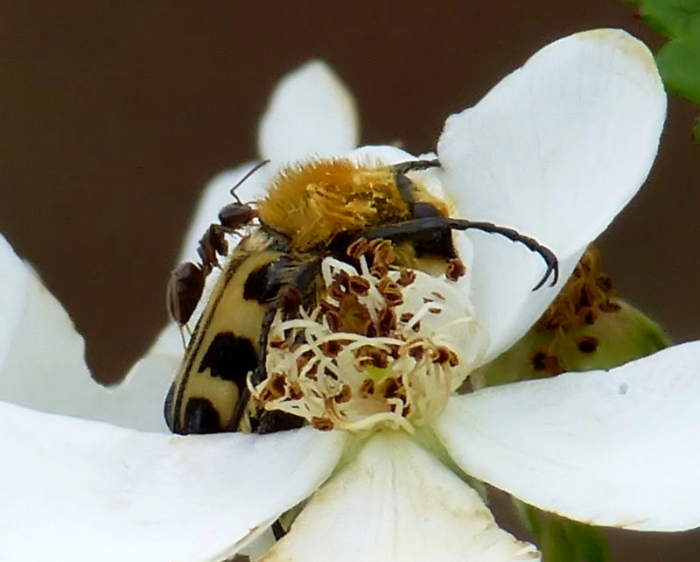 Pinselkäfer mit Ameise