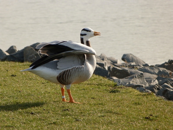 Indische Streifengans