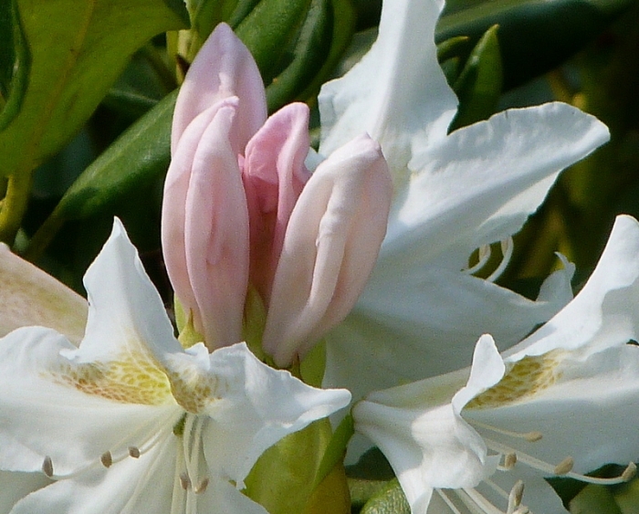 Rhododendron