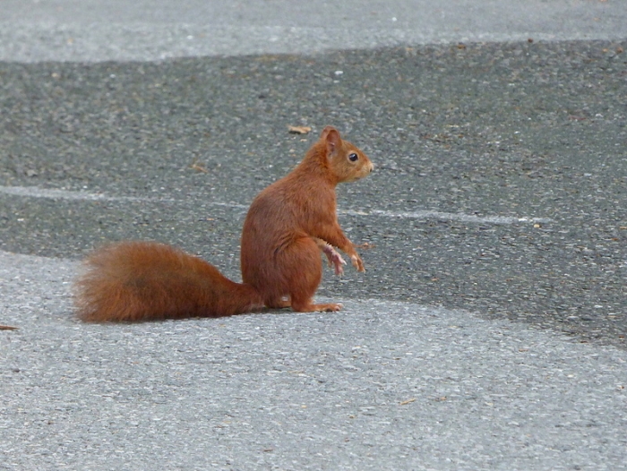 Eichhörnchen
