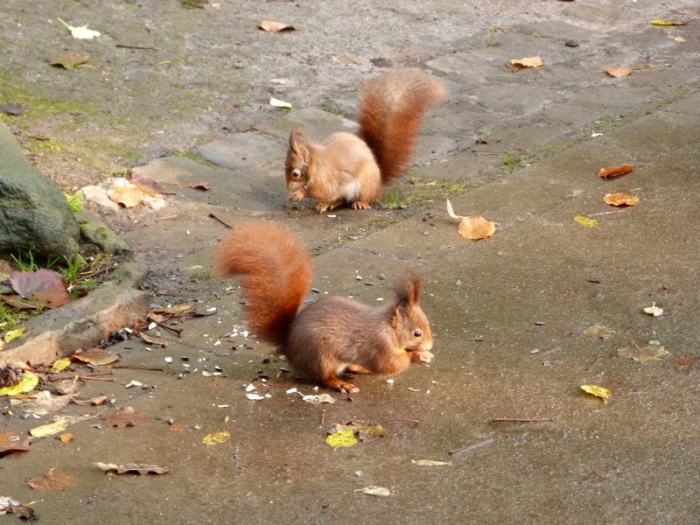Zwei Eichhörnchen